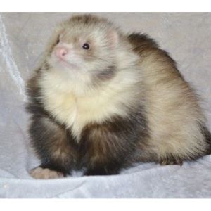 Meet your Posher, Ava